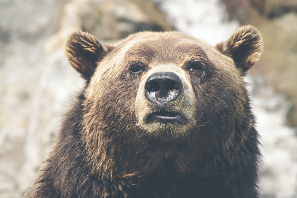 A face of a wild bear